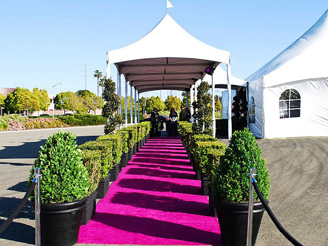 Roll Out the Pink Carpet